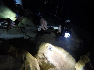 cenotes en yucatán