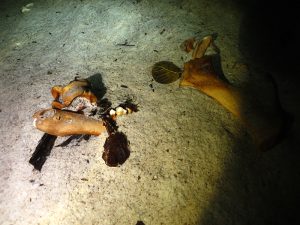 cenotes en yucatán